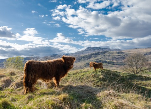 Scottish Bank Holiday